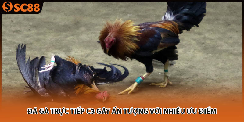 Đá gà trực tiếp C3 gây ấn tượng với nhiều ưu điểm